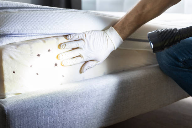 Best Pest Control for Homes  in Wheaton, MN