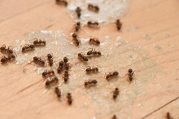 Best Pest Prevention Services  in Wheaton, MN