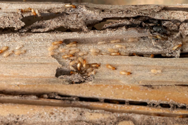 Best Exterminator Services  in Wheaton, MN